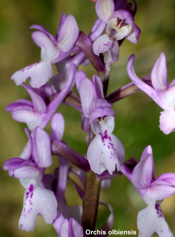 Andalusia: le orchidee e Grandi Pietre  marzo-aprile 2023.